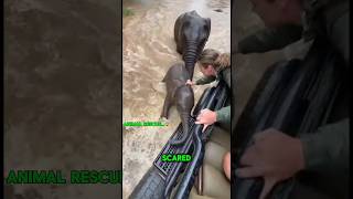 When A Wild Mother Trusts A Stranger