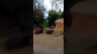 summer ⛱️🌞🌞 still fresh#nature#summer#green#beauty