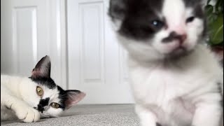 Kitten flinches when mom gets angry by Kitten Heaven 493 views 2 weeks ago 1 minute, 3 seconds