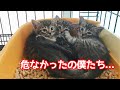 【保護子猫】離乳期の子猫を３匹保護しました。