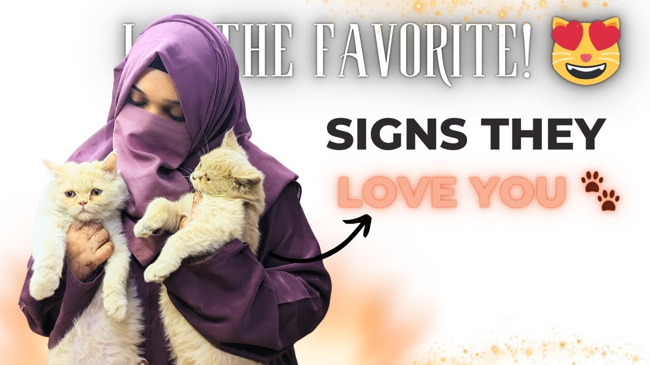 Signs Your Cat Picks You As Their "Favorite Person" 😻