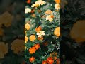 Tumhi Dekho Na Instrumental 