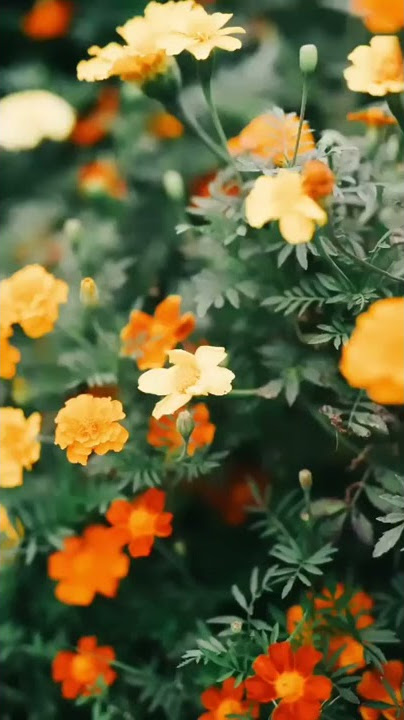 Tumhi Dekho Na(Instrumental)