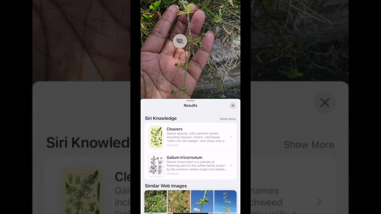 Plant Identification Made Easy, using Your iPhone 