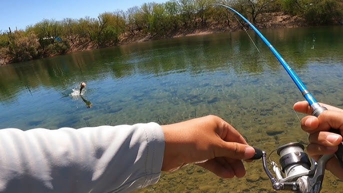 Fishing a CRYSTAL CLEAR Arizona River! (Bass and Trout fishing) 