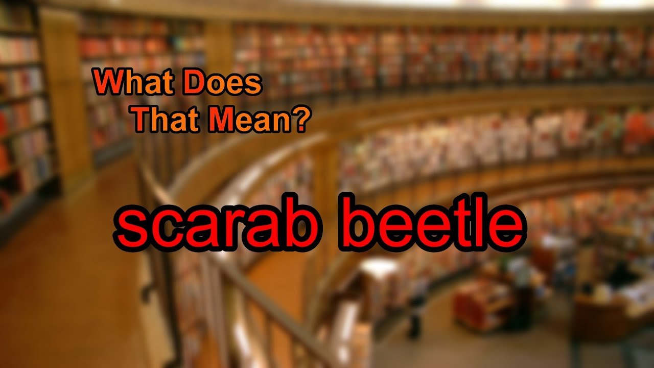 What does scarab beetle mean?