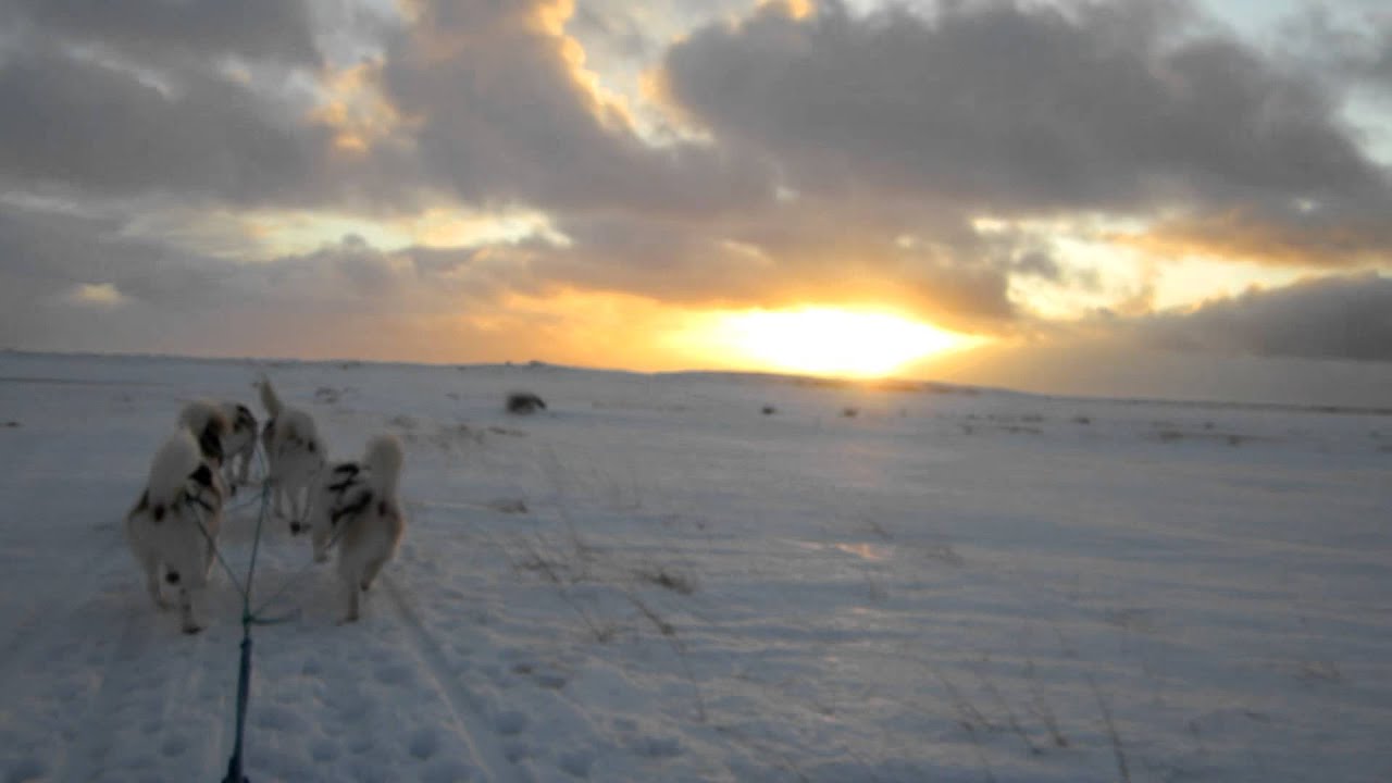 Dog Sledding on a Glacier in ICELAND YouTube