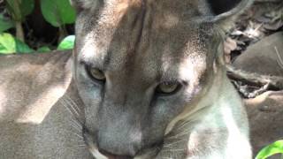 The Paca and the Puma