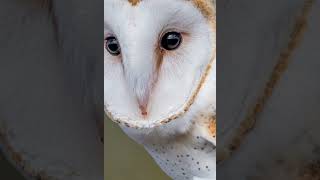 I love owls 🦉