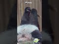 How Is A Creature Allowed To Be This Cute? | iPanda #shorts