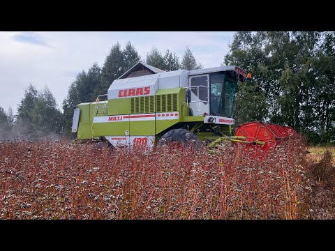 Молотимо гречку.2023. Claas