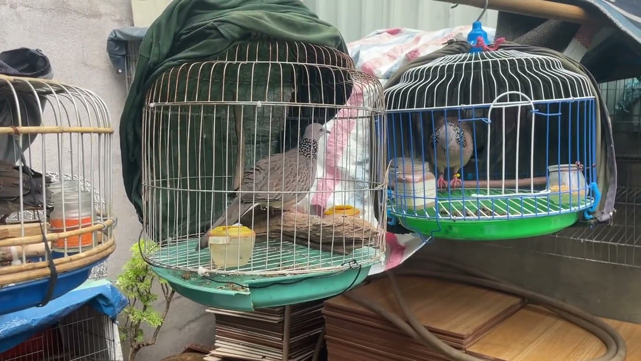 Chia se Chim cu gáy nổi  giá 1.5tr 1 con