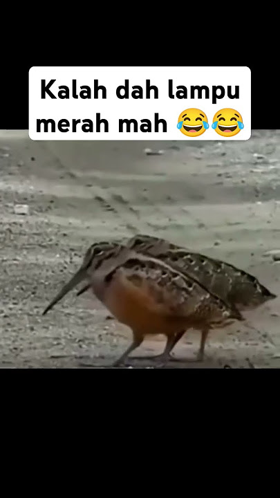 Tingkah lucu burung nyebrang jalan  😂😂😂