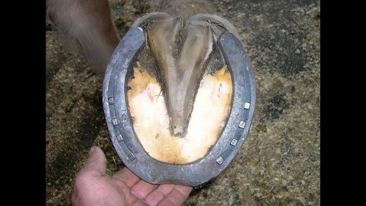 Horseshoeing How to shoe a horse? How to shoe a horse step by step