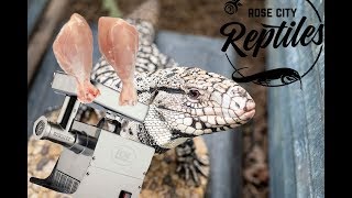 How To Make The Ultimate Tegu Diet!