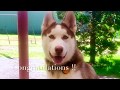 Providence/Bakersfield Dog Trainers: Husky, Bee Gee | Best Dog Trainers in RI Providence/Bakersfield Dog Trainers: Husky, Bee Gee | Best Dog Trainers in RI