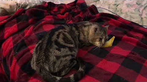 Bo loves his new catnip banana!