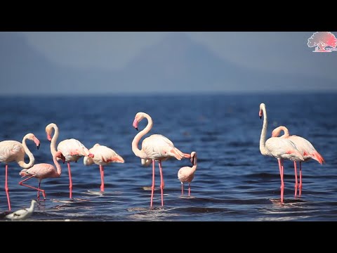 Visit Oromia-Abijata-Shalla Lakes National Park