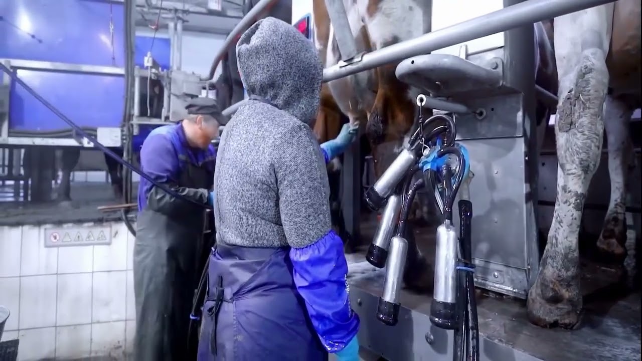 Rotary milking parlour Italian barnd milkine