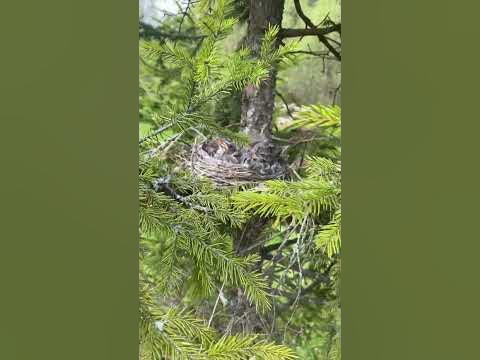 Гнездо с птенцами - YouTube