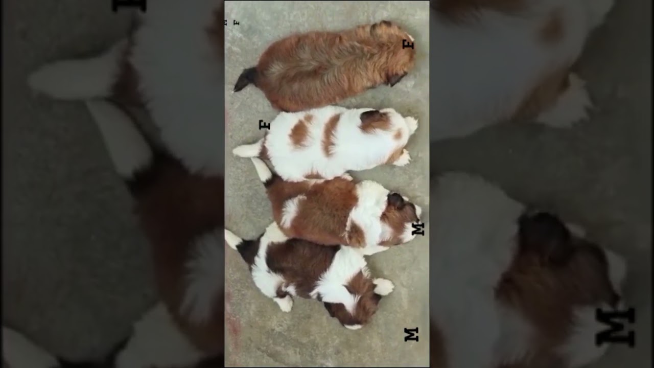 Subscribe for more videos like this #puppy #sugarlover #cutepet #pets #cuteanimal #cute #cutepuppy