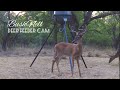 BushNell Deer Feeder Cam: Trail Camera Video July 11-12, 2022