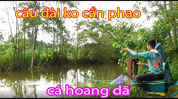 Cách Câu Đài ko Cần Phao MÀ CÁ ĂN LÀ DÍNH không trượt con nào ae ạ
