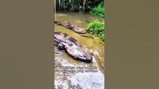 Salamander raksasa #animals #fauna #satwa #amazing #nature #wildlife