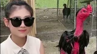 Jenis ayam yang sangat populer di tahun ini menurut para botoh