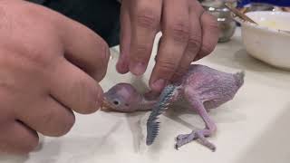 how to feed baby parrots by me ☺☺☺☺#thebirdsmaster