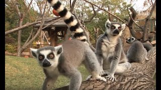 RingTailed Lemurs Have A Battle For Worst Smell | Kritter Klub