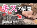 キスのやり方がイケメンすぎる猫　#Shorts
