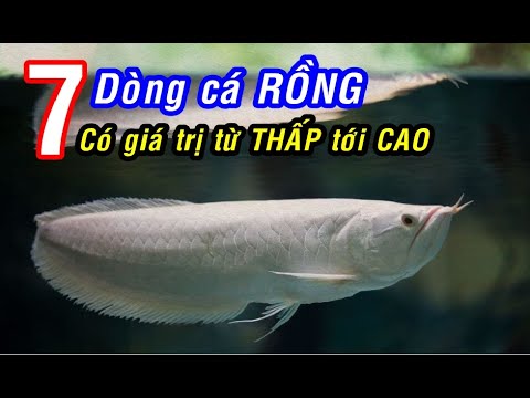 Video: Cá hộp