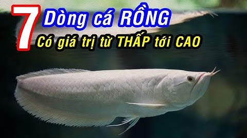 7 dòng cá RỒNG cơ bản có giá thừ THẤP tới CAO tại Việt Nam!