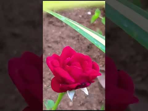Nature flower Plant plant nature lovers.