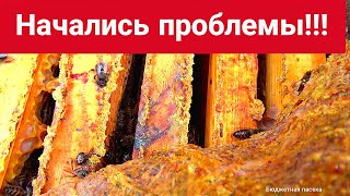 Начались проблемы на пасеке.