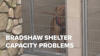 Over 100 animals in Sacramento County need your help finding a forever home