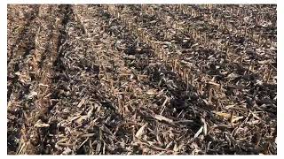 Semis Direct 2025 D Orge D Hiver Après Mais Grain Au Sprinter 6 Équipe De Pointes Fines