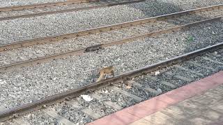 Indian Railways, Monkeys Eating Junk Food At Railway Tracks, Monkeys At Bonakallu Railway Station