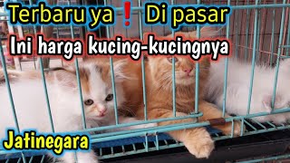 Harga Kucing Pasar Jatinegara❗november, Exploring Jakarta' Jatinegara Pet Market Cat Edition