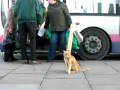 Cat love Ride with Bus and Never Get Lost