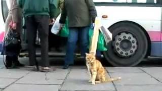 Cat love Ride with Bus and Never Get Lost