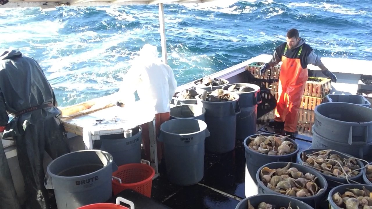 Catching conch on a rough day in the Mid-Atlantic (unedited)