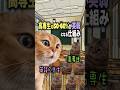 【猫ミーム】高専生の半分が 英弱になる仕組みを 猫ミームでお届け || #高専 #高専受験 #高専生