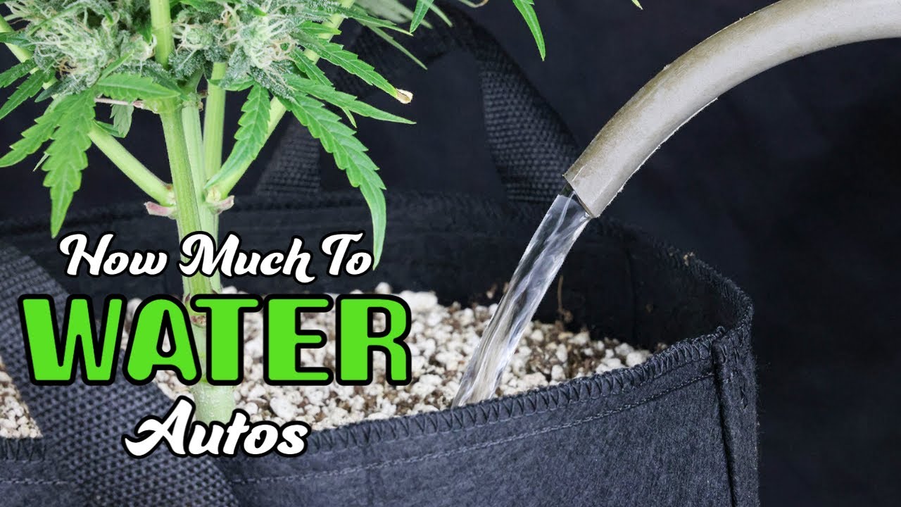 Tutorial: How Much To Water Autos (Water When Dry Method)