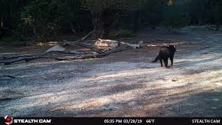 Trail Camera Tasmania Devil