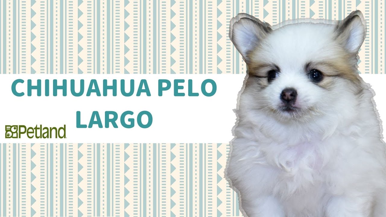 ¿Cuánto tarda en crecer el pelo de un chihuahua de pelo largo?