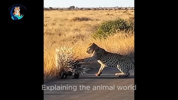 Leopard Attacks Wild Boar and Porcupine – Two Very Different Outcomes!