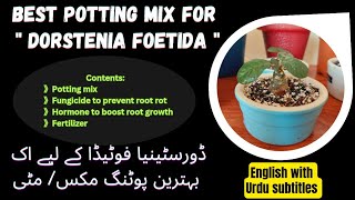 Best potting mix for Dorstenia Foetida | Repotting of Dorstenia Foetida | #dorstenia #rootrot by DR. GREEN 81 views 5 months ago 3 minutes, 15 seconds