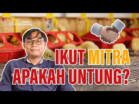 INI DIA SKEMA KEMITRAAN PETERNAKAN AYAM BROILER | CHICKINPEDIA